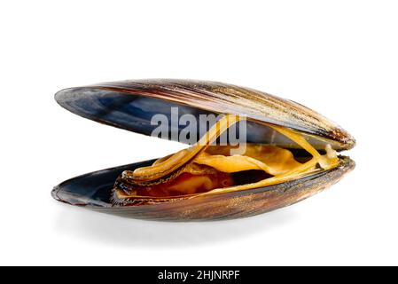 Boiled mussel isolated on a white background. deliciousness Stock Photo