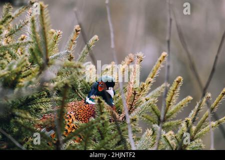 A male Pheasant resting in his nest. Stock Photo