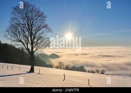 sunset in the snowy Bregenzer Wald area of Vorarlberg, Austria with spectacular view on Mount Saentis above a sea of fog, Switzerland, Sulzberg, Austr Stock Photo