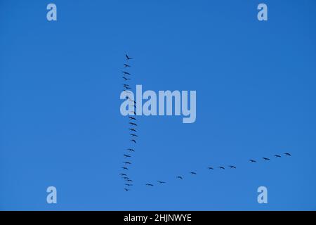 common cranes, grus grus, migrating south in typical V formation after summer high against the blue sky. Stock Photo