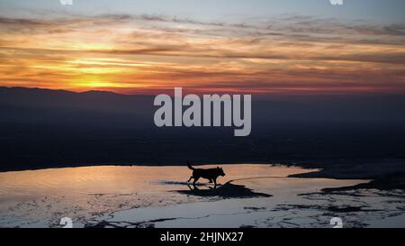 Dog running on Pamukkale travertines, summer evening Stock Photo