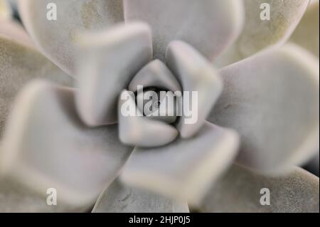 Top view succulent, close-up view of succulent with raindrops inside, selective focus Stock Photo