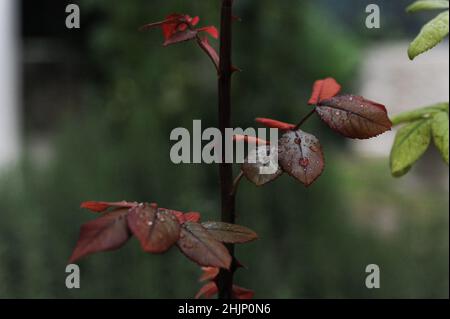 Close-up of raindrops on leaves, vertical photo, beautiful view, selective focus Stock Photo
