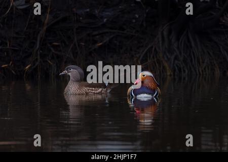 Beautiful colorful pair of Mandarin Duck (Aix galericulata) swimming in water on nature background Stock Photo