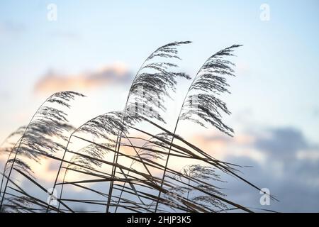 Reed spikelets (Phragmites australis) in the wind against an evening sky with clouds, copy space, motion blur, selected focus, narrow depth of field Stock Photo