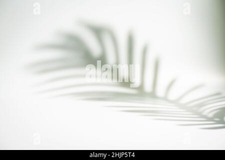 Tropical leaves natural shadow overlay on white texture background, for overlay on product presentation, backdrop and mockup, summer seasonal concept Stock Photo
