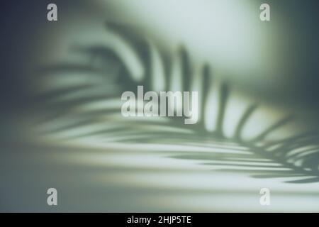 Tropical leaves natural shadow overlay on white texture background, for overlay on product presentation, backdrop and mockup, summer seasonal concept Stock Photo