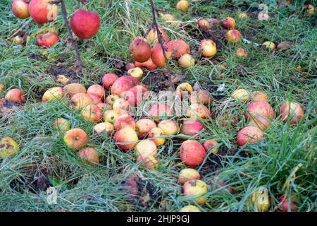 Apples fallen form a tree and rotting on the ground in a home garden.