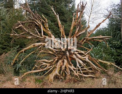 Uprooted tree, soil washed from roots by rain Stock Photo
