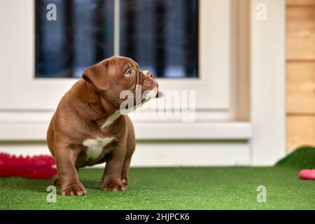 puppy on the grass, American bully puppy dog, Pet funny and Cute. Stock Photo