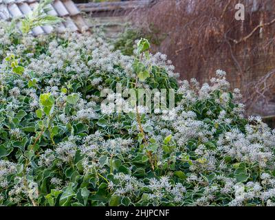 Frost covered ivy flower heads after a heavy frost in a UK garden. Stock Photo