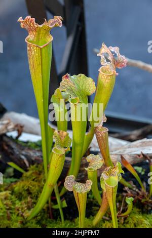 Sarracenia leucophylla, also known as the crimson pitcherplant, purple trumpet-leaf or white pitcherplant, is a carnivorous plant in the genus Sarrace Stock Photo