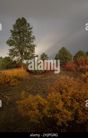 Looking up a hillside with scrub oak with orange and yellow leaves, cedar trees and pine trees, a dramatic display of white sun rays on the horizon. Stock Photo