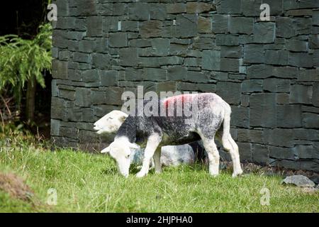 young herdwick lambs eating grass and lying down next to wall of a house langdale valley, lake district, cumbria, england, uk Stock Photo
