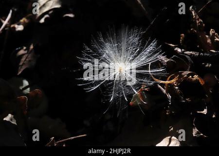 dandelion seeds flying in nature in autumn Stock Photo