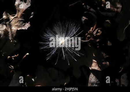 dandelion seeds flying in nature in autumn Stock Photo