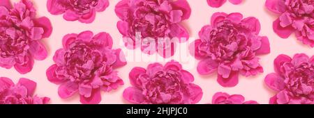 Banner with pattern made of heads of peony flowers on a pink pastel background. Creative concept. Stock Photo