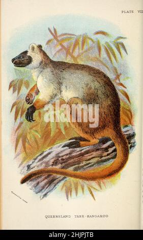 Queensland Tree-Kangaroo (Dorcopsis lumholtzi) from ' A hand-book to the marsupialia and monotremata ' by Richard Lydekker, Lloyd's Natural History Series edited by R. Bowdler Sharpe Published in 1896 by E. Lloyd, London Stock Photo