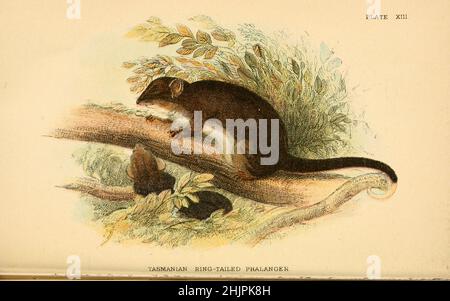 Tasmanian ringtail possum (Pseudocheirus cooki) from ' A hand-book to the marsupialia and monotremata ' by Richard Lydekker, Lloyd's Natural History Series edited by R. Bowdler Sharpe Published in 1896 by E. Lloyd, London Stock Photo