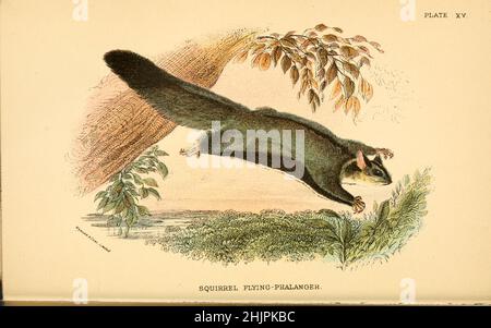 Squirrel Flying Phalanger (Petaurus sciureus) from ' A hand-book to the marsupialia and monotremata ' by Richard Lydekker, Lloyd's Natural History Series edited by R. Bowdler Sharpe Published in 1896 by E. Lloyd, London Stock Photo