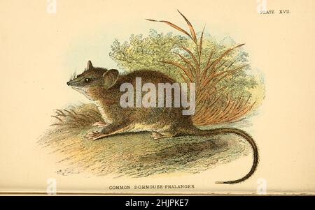 Common Dormouse Phalanger (Droimicia nana) from ' A hand-book to the marsupialia and monotremata ' by Richard Lydekker, Lloyd's Natural History Series edited by R. Bowdler Sharpe Published in 1896 by E. Lloyd, London Stock Photo