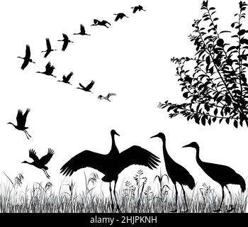 Silhouettes of the flying cranes in flock Stock Vector