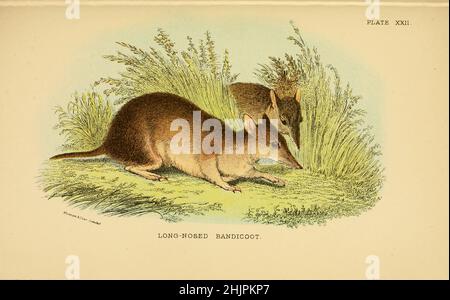 The long-nosed bandicoot (Perameles nasuta), a marsupial, is a species of bandicoot found in eastern Australia, from north Queensland along the east coast to Victoria. Around 40 centimetres (16 in) long, it is sandy- or grey-brown with a long snouty nose. Omnivorous, it forages for invertebrates, fungi and plants at night. from ' A hand-book to the marsupialia and monotremata ' by Richard Lydekker, Lloyd's Natural History Series edited by R. Bowdler Sharpe Published in 1896 by E. Lloyd, London Stock Photo