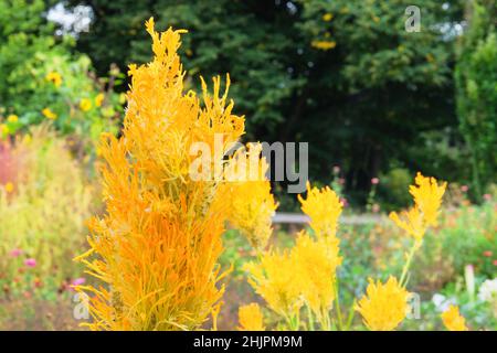 Amaranth in organic garden. Yellow Amaranth flowers is growing in rustic garden. Close up. Amaranth in organic garden. Yellow Amaranth flowers is growing in rustic garden. Close up.