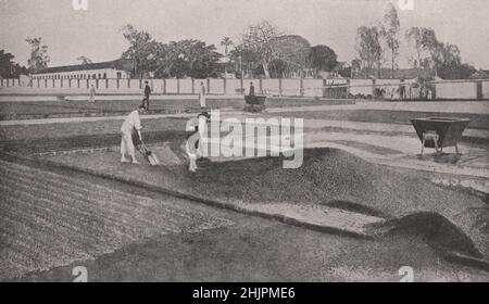 Spreading coffee beans on the drying floors of one of the rich estates of Sao Paulo. Brazil (1923) Stock Photo