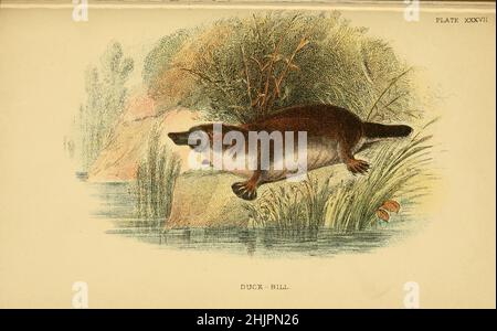 The platypus (Ornithorhynchus anatinus), sometimes referred to as the duck-billed platypus, is a semiaquatic, egg-laying mammal endemic to eastern Australia, including Tasmania. The platypus is the sole living representative of its family (Ornithorhynchidae) and genus (Ornithorhynchus), from ' A hand-book to the marsupialia and monotremata ' by Richard Lydekker, Lloyd's Natural History Series edited by R. Bowdler Sharpe Published in 1896 by E. Lloyd, London Stock Photo