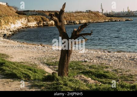 Old tree with sawn off branches on bank of sea in spring Stock Photo