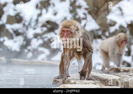 Snow Monkey (Macaca fuscata) aggressive looking. Jigokudani National Monkey Park, Nagano, Japan Stock Photo