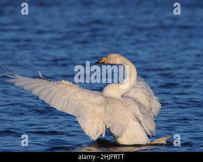 This bird is one of the resident whooper swans now on the Outer Hebrides where there is a small but expanding breeding population. Stock Photo