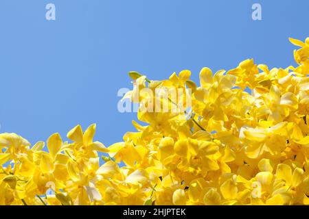 Purple orchids with blue sky ,Beautiful dendrobium on the blue background. Stock Photo