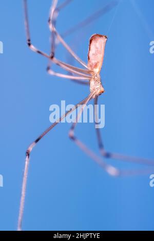 Pholcus phalangioides, Daddy Long-legs Spider   Norfolk UK Stock Photo