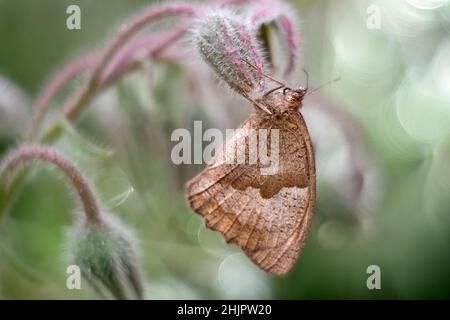 Maniola jurtina, Meadow Brown butterfly  Norfolk UK Stock Photo