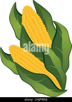 Realistic cobs of corn on a white background - Vector illustration Stock Vector