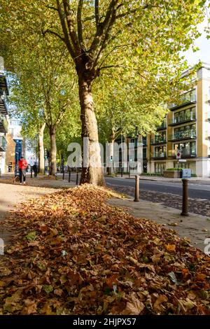 Tree showing pavement blocked by leaves in Chiswick, West London Stock Photo