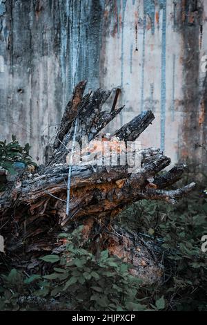 Vertical closeup shot of dry tree trunks on a body of water Stock Photo ...
