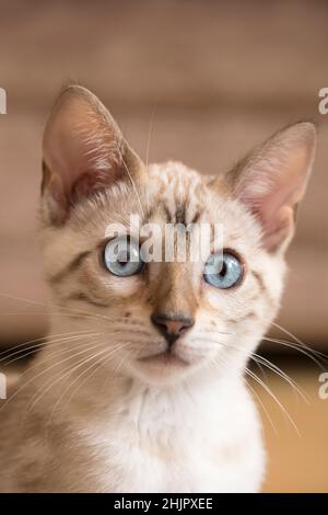 Bengal Kitten Stock Photo