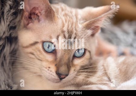 Bengal Kitten Stock Photo