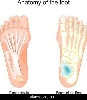 Anatomy of the foot. Bones of the Foot and Plantar fascia. Vector illustration Stock Vector