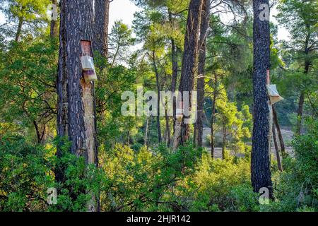 Resin extraction of pine tree, Greece Stock Photo