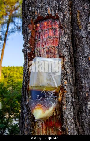 Resin extraction of pine tree, Greece Stock Photo