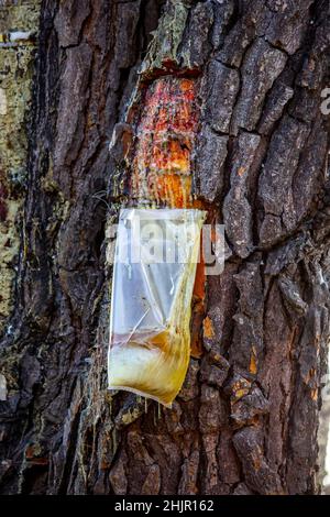 Resin extraction of pine tree, Greece Stock Photo