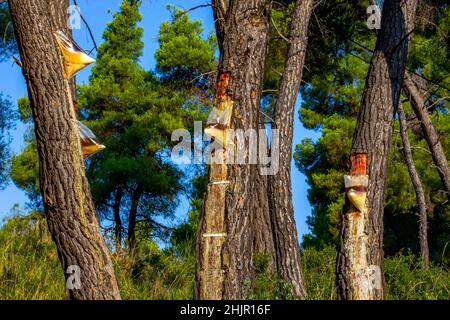 Resin extraction of pine tree, Greece Stock Photo