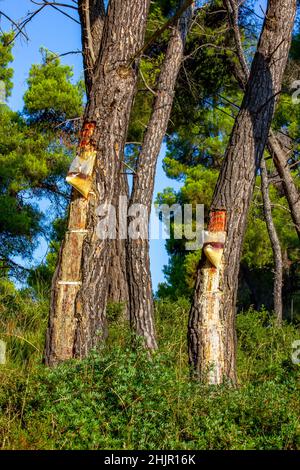 Resin extraction of pine tree, Greece Stock Photo