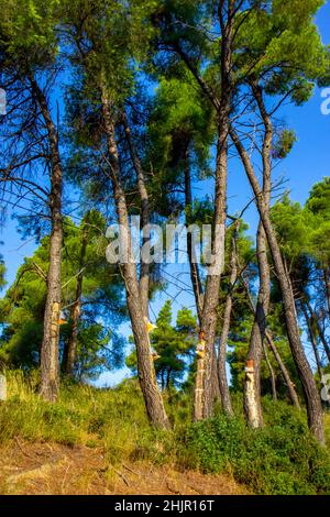 Resin extraction of pine tree, Greece Stock Photo