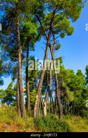 Resin extraction of pine tree, Greece Stock Photo