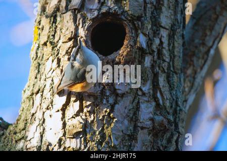 The Eurasian nuthatch or wood nuthatch (Sitta europaea) by  entrance to its nest in Råsta park, Solna, Sweden. Stock Photo